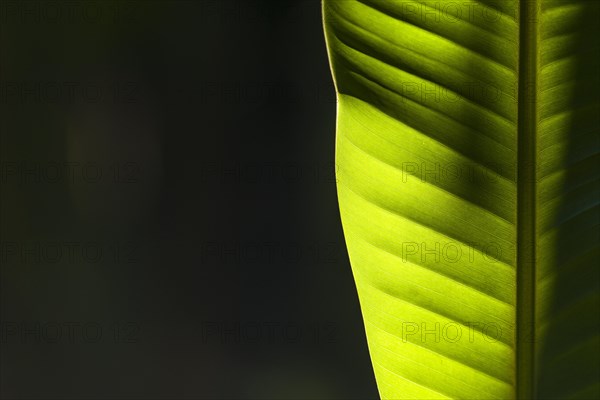 The sun is shining through a green leaf of a banana plant (Musa acuminata) in a plantation between the ruins of the former Vijayanagara Empire