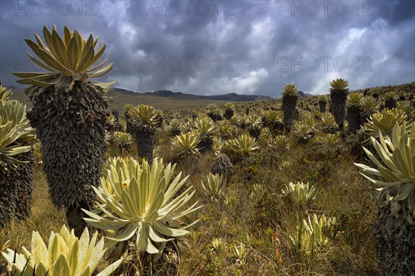 Frailejon or Fraylejon (Espeletia pycnophylla) plants in the paramo landscape