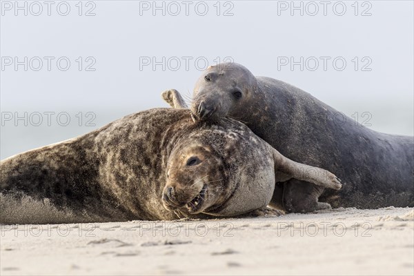 Grey seals (Halichoerus grypus)