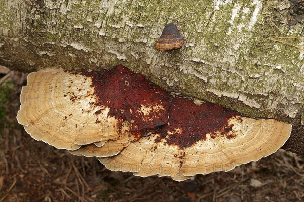 Blushing Bracket (Daedaleopsis confragosa)