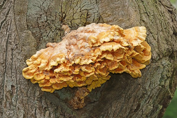 Sulphur Polypore