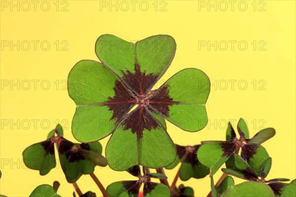 Four-leaved Pink-sorrel or Lucky Clover (Oxalis deppei)