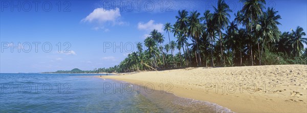 Beach with palm trees