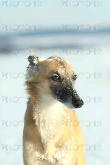 Longhaired Whippet or Silken Windsprite