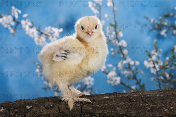 Domestic fowl chick