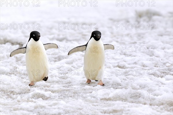 Adelie Penguins (Pygoscelis adeliae)