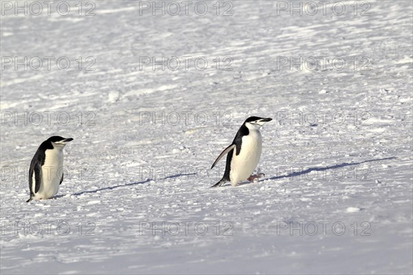 Chinstrap penguins (Pygoscelis antarctica) pair