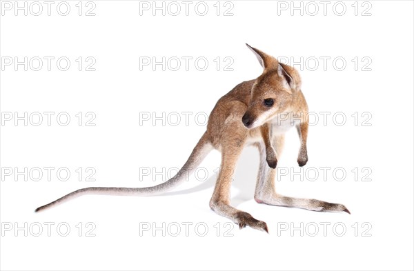 Red-Necked Wallaby (Macropus rufogriseus)