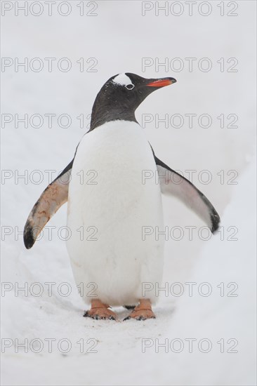 Gentoo Penguin (Pygoscelis papua)