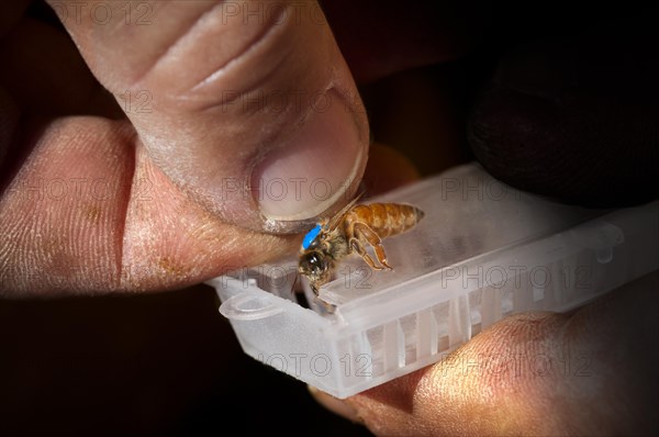 Queen being prepared for shipping