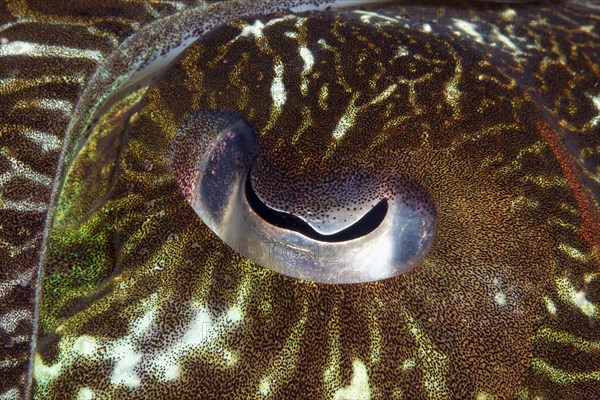 Eye of a Broadclub Cuttlefish (Sepia latimanus)