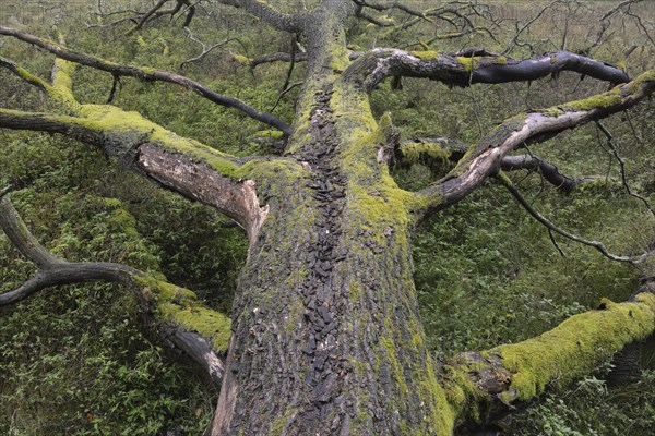 Dead tree lying on a meadow in Kirnischtal valley