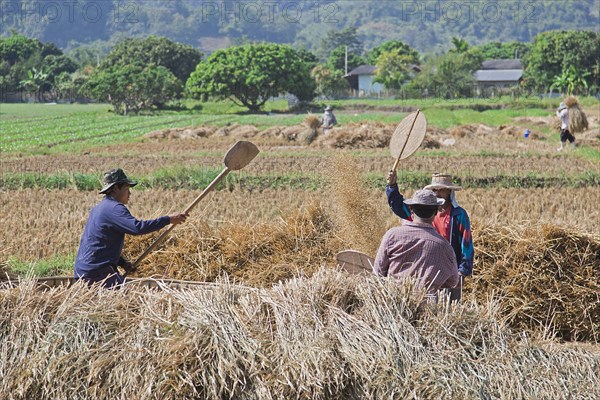 Traditional rice harvest