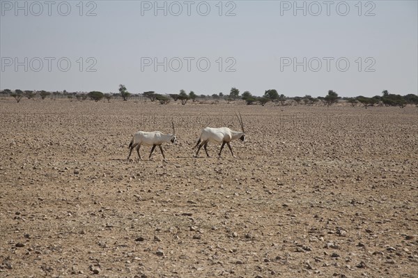 Arabian Oryx (Oryx leucoryx)