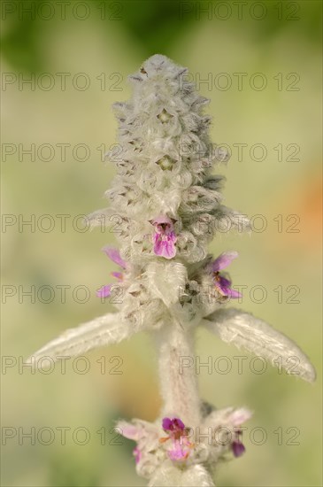 Lamb's Ear (Stachys byzantina)