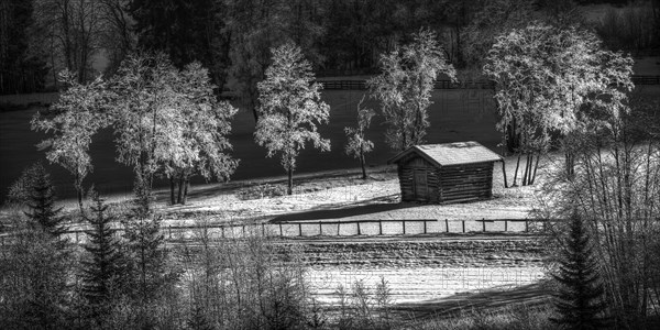 Trees covered in hoarfrost in Gschnitztal Valley