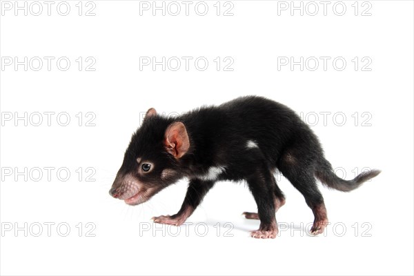 Tasmanian Devil (Sarcophilus harrisii)