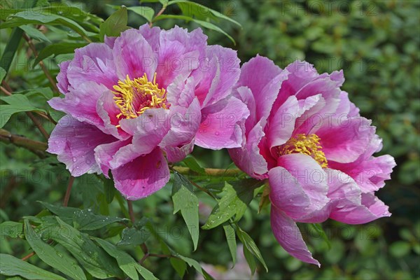 Tree Peony (Paeonia suffruticosa 'Kamata-Nishiki')