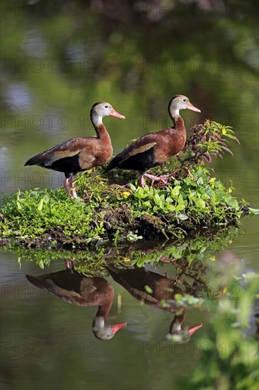 Two Black-bellied Whistling Ducks (Dendrocygna autumnalis)