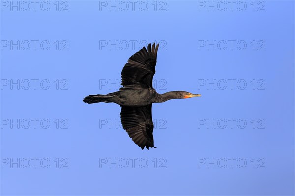 Double-crested Cormorant (Phalacrocorax auritus)