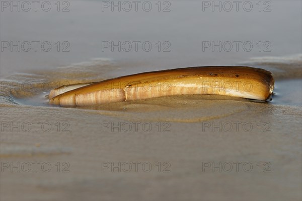 Shell of a Sword Razor Clam (Ensis ensis)