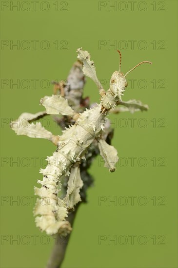 Giant Prickly Stick Insect (Extatosoma tiaratum)