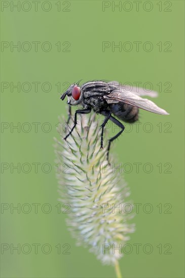 Grey Flesh Fly (Sarcophaga carnaria)