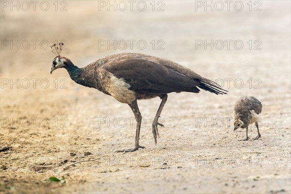 Asian Peacock (Pavo cristatus)