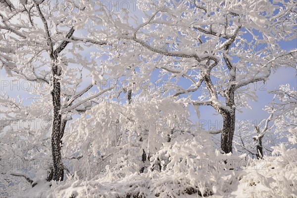 A forest in winter