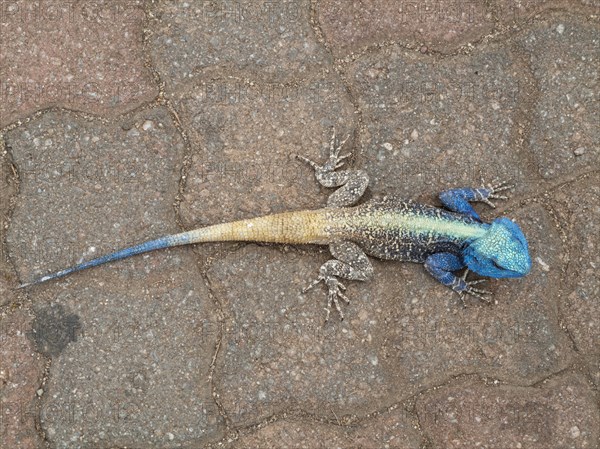 Blue Headed Tree Agama (Agama atricollis)