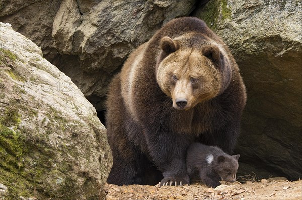 European brown bear (Ursus arctos) mother with cub