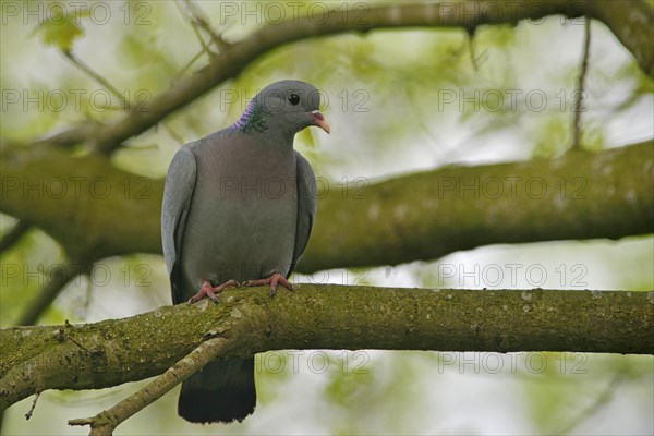 Stock Pigeon or Stock Dove (Columba oenas)