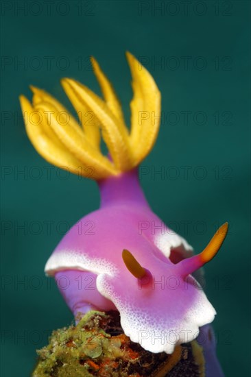 Bullocks Hypselodoris (Hypselodoris bullockii)