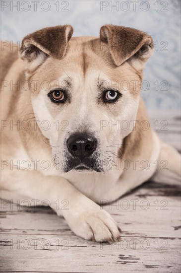 Akita Inu mixed-breed dog