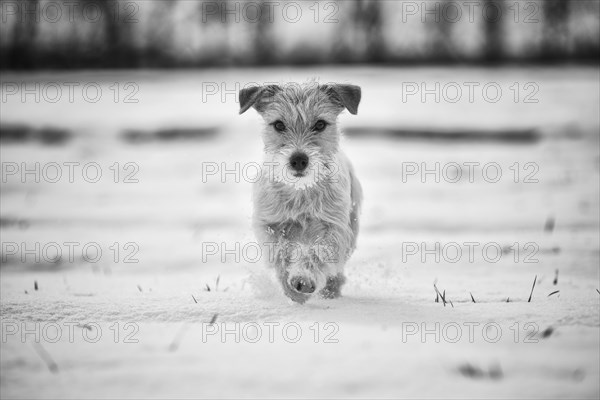 Young Jack Russell Terrier bitch walking in snow