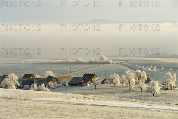 Wintry landscape in hoarfrost with farm and fruit trees