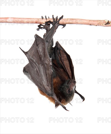 Grey-headed Flying Fox (Pteropus poliocephalus)