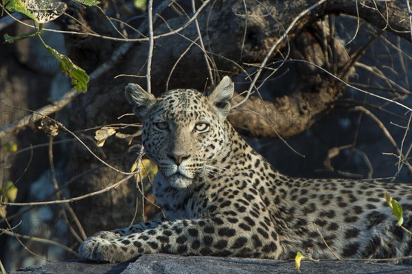 Leopard (Panthera pardus)