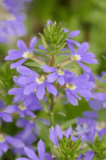 Fairy Fan-Flower or Common Fan-Flower (Scaevola aemula)