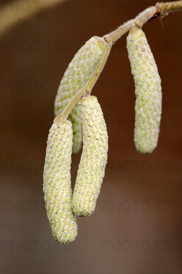 Common Hazel (Corylus avellana)