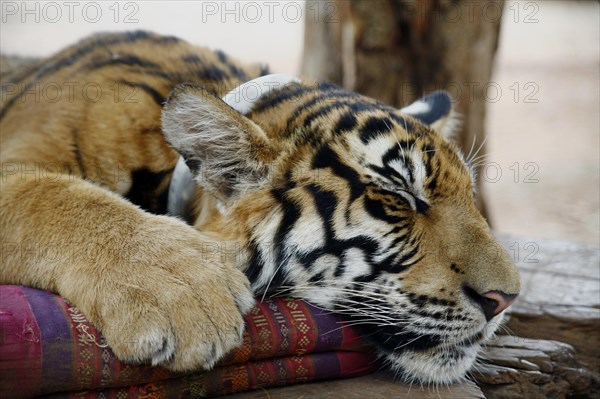 Tiger Temple or Wat Pa Luangta Bua