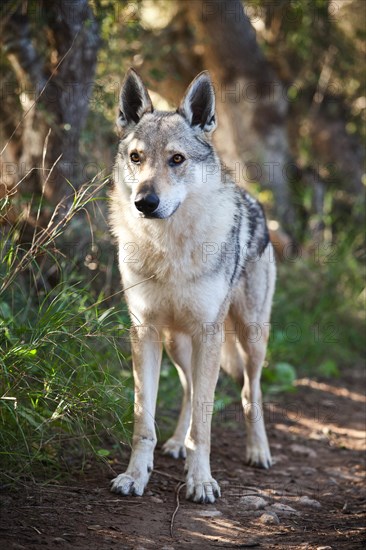 Czechoslovakian Wolfdog