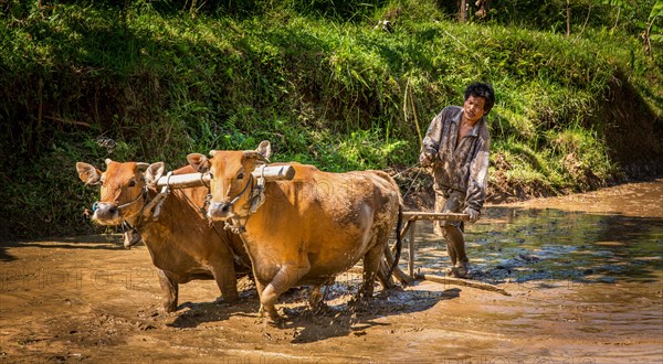 Farmer ploughing a rice paddy with water buffaloes