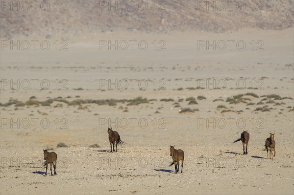 Wild horses in the Namib Desert