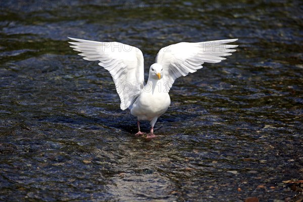 Western Gull (Larus occidentalis) adult