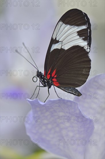 Sapho Longwing (Heliconius sapho)