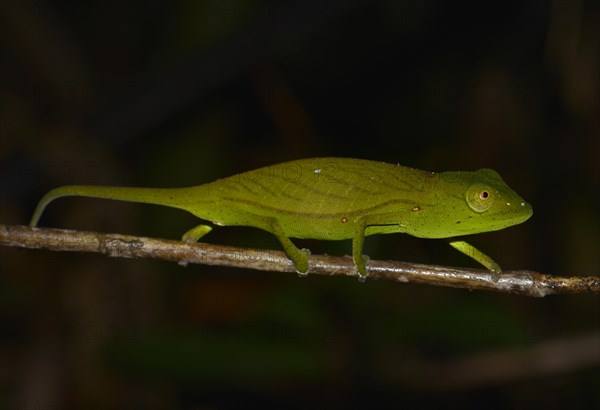 Chameleon species (Calumma marojezense)