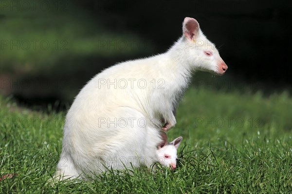 Red-necked Wallaby (Macropus rufogriseus)