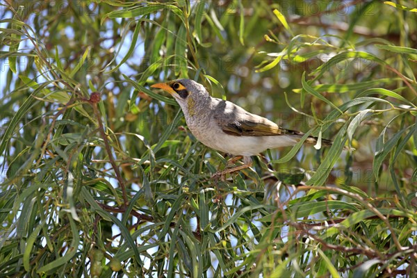 Black-eared Miner (Manorina melanotis) in a tree