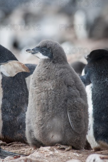 Adelie Penguin (Pygoscelis adeliae)